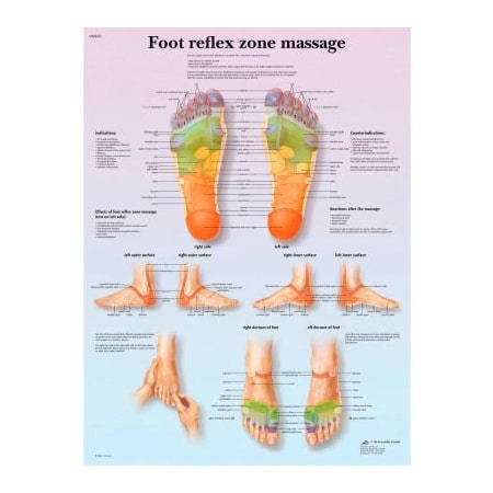 Fabrication Enterprises 3B Anatomical Chart - Foot Massage, Reflex Zone, Laminated 12-4604L